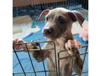 Adopt Shrimp Gumbo a Pit Bull Terrier