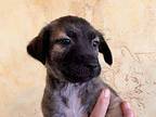 Bailey Mixed Breed (Medium) Puppy Male