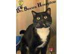 Dr. Bunsen Honeydew Domestic Shorthair Adult Male