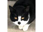 Charlie Chaplin Domestic Shorthair Young Male