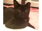 Sami BK bonded w Jack Jack Domestic Shorthair Kitten Female