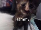 Hammy Domestic Shorthair Kitten Female
