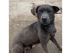 Adopt Moose a Chocolate Labrador Retriever, Labrador Retriever