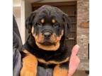 Rottwailer puppy1