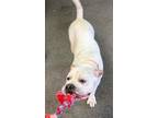 Big Mac American Bulldog Adult Male