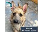Biscuit Terrier (Unknown Type, Small) Puppy Male
