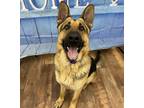 Cadillac German Shepherd Dog Adult Male