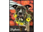 Stephanie Mixed Breed (Medium) Adult Female