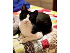 Cookie American Shorthair Young Female