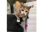 Shelly Domestic Shorthair Adult Female