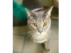Maurice Domestic Shorthair Adult Male