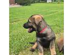 German Shepherd Dog Puppy for sale in Blue Ridge, GA, USA