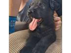 German Shepherd Dog Puppy for sale in Blue Ridge, GA, USA