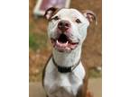 Adopt Pete a Pit Bull Terrier