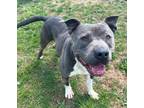 Adopt Ty a Pit Bull Terrier