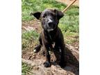 Adopt MUCK LUCK a Labrador Retriever