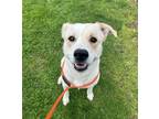 Adopt Hank a Terrier, Mixed Breed