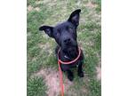 Adopt Mayfield a Labrador Retriever, Mixed Breed