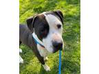 Adopt Billy Bob a American Staffordshire Terrier, Mixed Breed