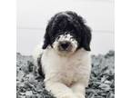 Benji-Standard poodle