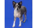 Adopt Clyde a Border Collie