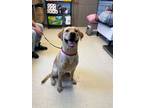 Adopt Lincoln a Labrador Retriever