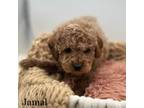 Cavapoo Puppy for sale in Sherman, ME, USA