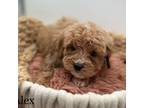 Cavapoo Puppy for sale in Sherman, ME, USA