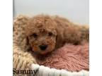 Sammy