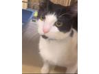 Cookies & Cream - I AM AT PetSmart Framingham Domestic Shorthair Young Male