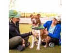 Adopt Espy a Pit Bull Terrier