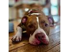 Adopt Espy a Pit Bull Terrier