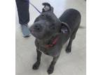 Adopt TRACKER a Pit Bull Terrier