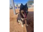 Adopt MAX a Siberian Husky, German Shepherd Dog