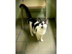 Bundt Cake Domestic Shorthair Adult Female