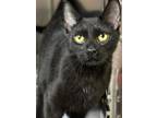 Moe Domestic Shorthair Young Male