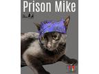 Prison Mike Domestic Shorthair Young Male