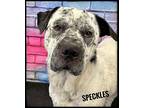 Speckles Mixed Breed (Medium) Senior Male