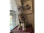 Jenny bonded w Sadie Domestic Shorthair Young Female