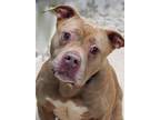 Layla American Pit Bull Terrier Adult Female