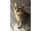 Adopt Roberto a Domestic Short Hair