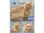 Celtic Frost Domestic Mediumhair Adult Male