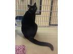 Lady Amethyst - I AM AT PetSmart Framingham Domestic Shorthair Young Female