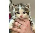 Marcus Jr Domestic Shorthair Kitten Male