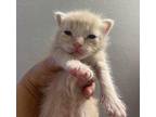 Butter Pecan Truffle Domestic Shorthair Young Female