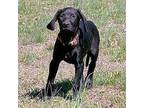 Thunder Labrador Retriever Puppy Male