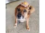 Milo Mixed Breed (Medium) Adult Male