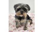 Puppa Yorkie, Yorkshire Terrier Young Female