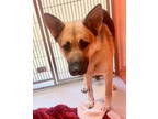 Adopt Clay Gunslinger 57587 a Shepherd