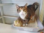 Ella Domestic Shorthair Senior Female